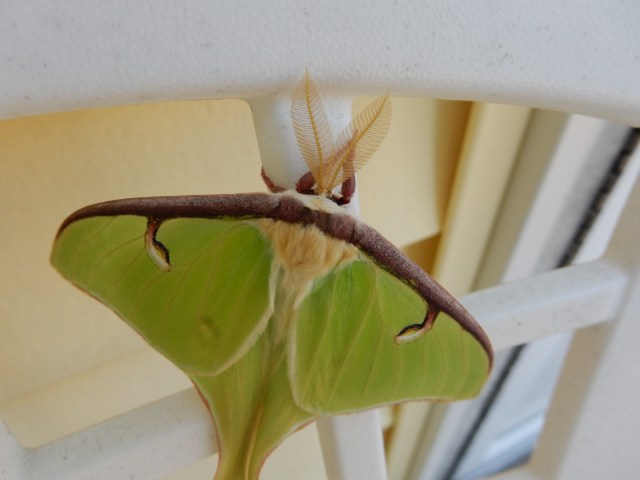 luna moth 2